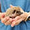 Baby hedgehog for sale Itsy