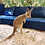 Thumbnail: Rita- Female Baby Red Kangaroo PRICE $8000