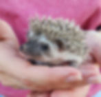 Baby hedgehog for sale