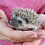 Baby hedgehog for sale