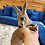 Thumbnail: Rita- Female Baby Red Kangaroo PRICE $8000