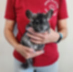 chinchilla for sale