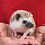 Thumbnail: Carlo - Male Hedgehog PRICE $295