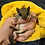Thumbnail: Coralee - Flying Squirrel Baby Female PRICE $900