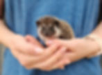 Rocky Male Baby Hedgehog- PRICE $295