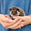 Rocky Male Baby Hedgehog- PRICE $295