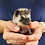 Baby hedgehog for sale breeder