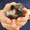 Hedgehog baby for sale
