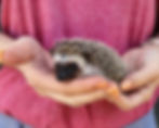Hedgehog babies for sale Philly
