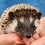 Thumbnail: Prairie - Female Hedgehog PRICE $350