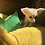 Thumbnail: Maybel  Female Fennec Fox PRICE $4200
