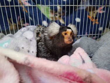 Exotic Animal Pet Rescue in Central Texas | Find quick help for your exotic animal and pets 