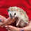 Thumbnail: Carlo - Male Hedgehog PRICE $295