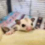 Sugar Glider baby for sale