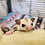 Sugar Glider baby for sale