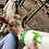 Mini Zebu Calf cow baby for sale pet