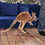 Thumbnail: Riley - Female Baby Red Kangaroo PRICE $9500