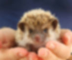 Hedgehog baby for sale