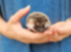 Starlight - Female Baby Hedgehog  for sale