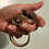 flying squirrel baby for sale
