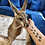 Thumbnail: Rita- Female Baby Red Kangaroo PRICE $8000
