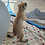 Thumbnail: Raisin - Prairie Dog Pup Male - PRICE $400