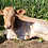 Thumbnail: Marshmallow - Mini Zebu Tame Bottle Bull Calf PRICE $750