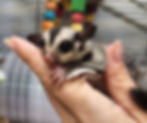 Sugar Glider for sale