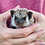 Baby hedgehog for sale
