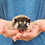 Prairie - Female Hedgehog baby for sale