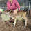 Walnut- Mini Zebu Tame Bottle Bull Calf