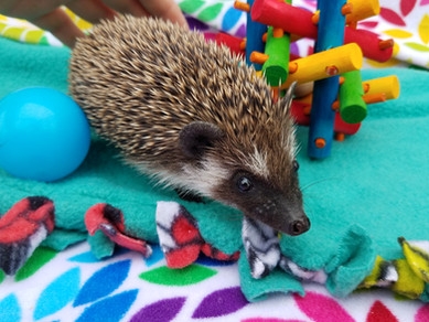 African pygmy hedgehog JEAR texas.jpg